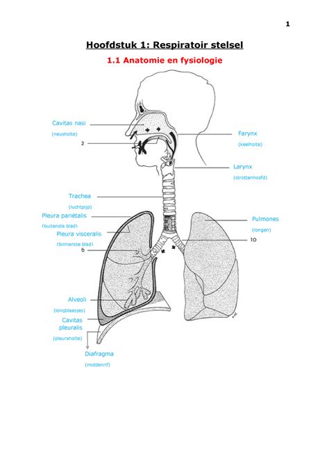 longhili|Respiratoir stelsel Flashcards